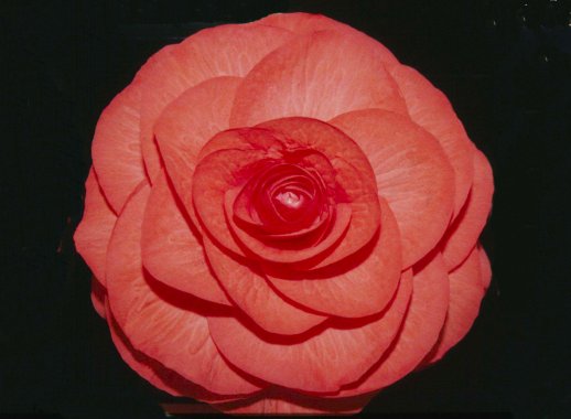 B. ‘Gypsy’